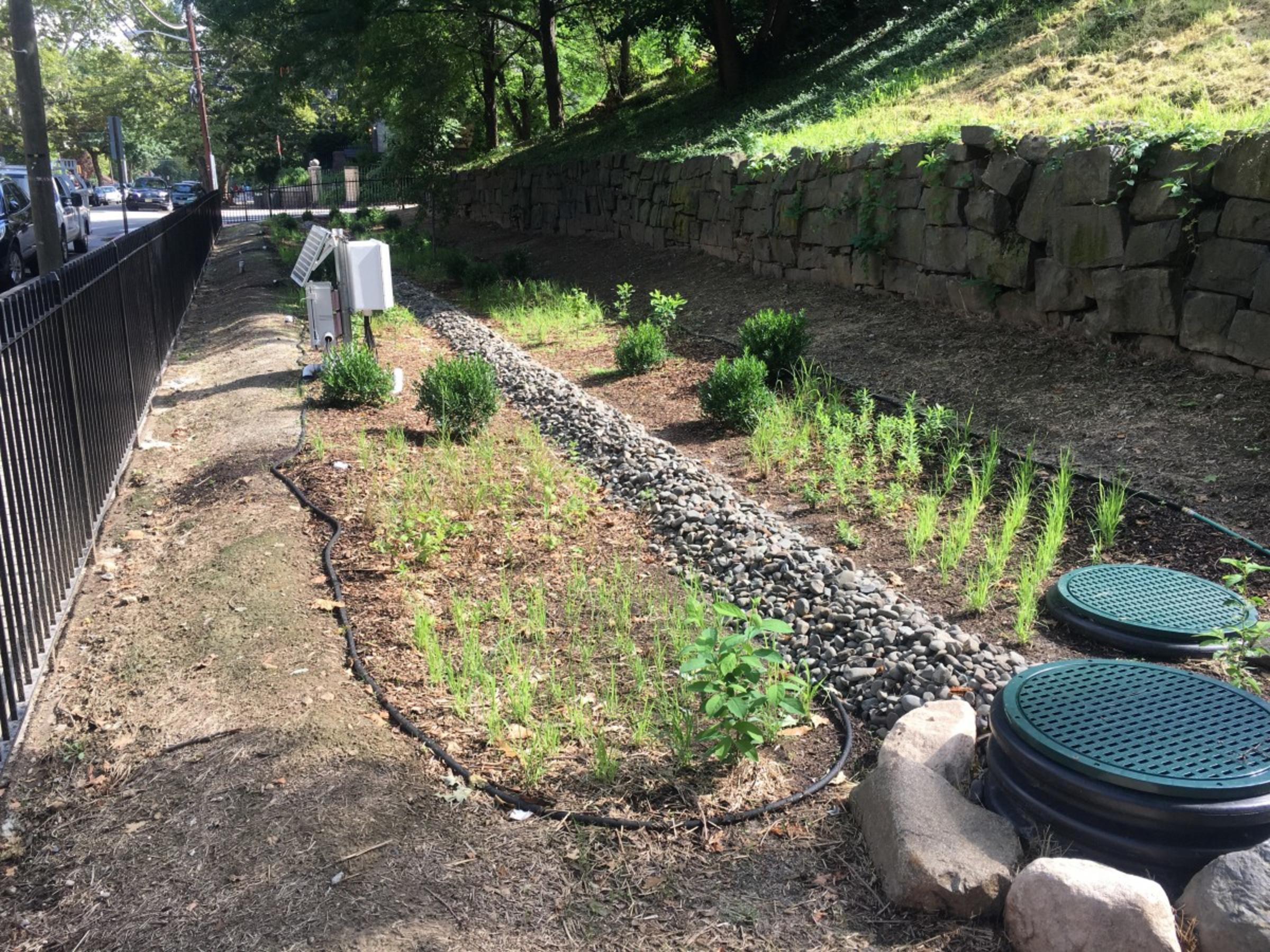 Newly planted eighth street and Hudson rain garden