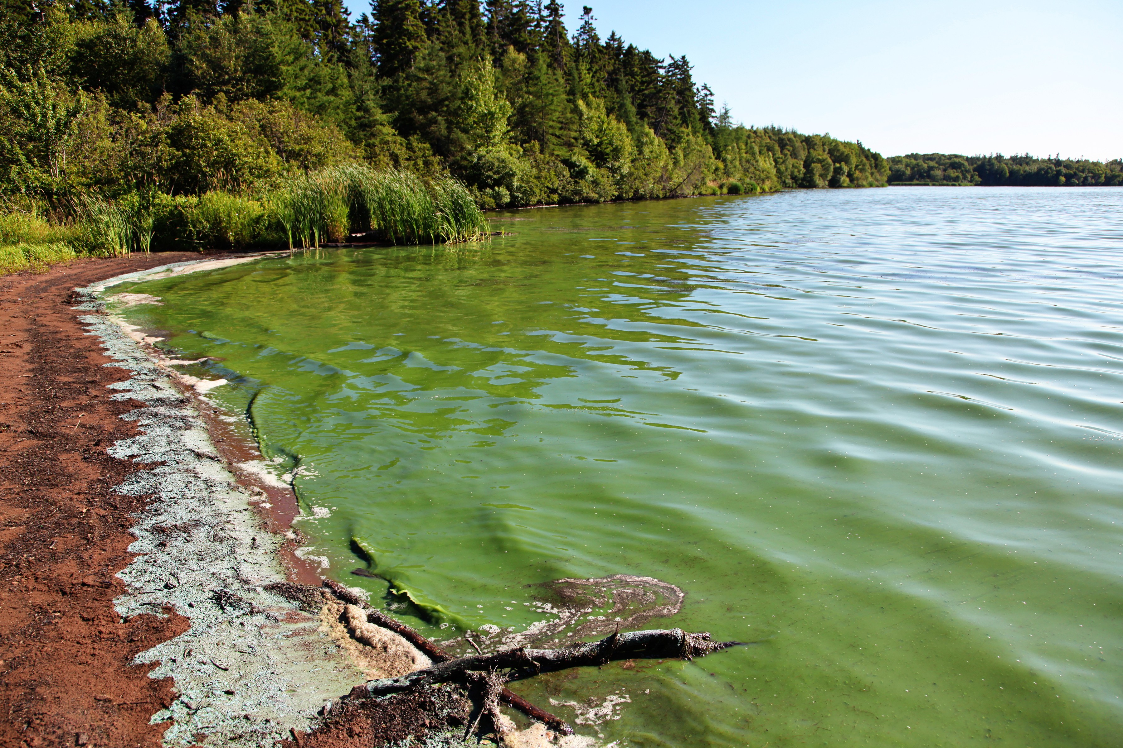 Lake covered with green algae