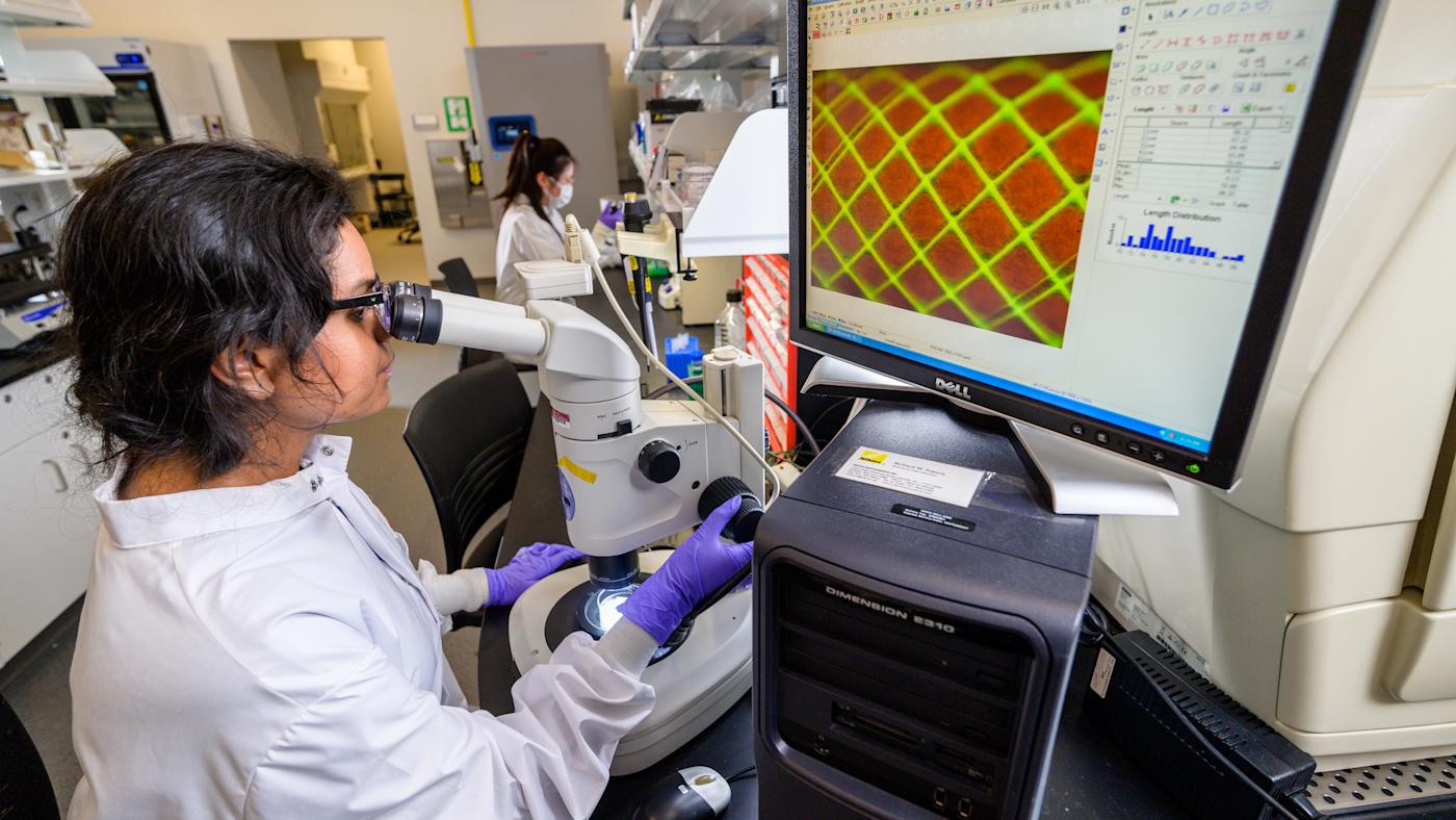 Student in lab looks through microscope with monitor showing data