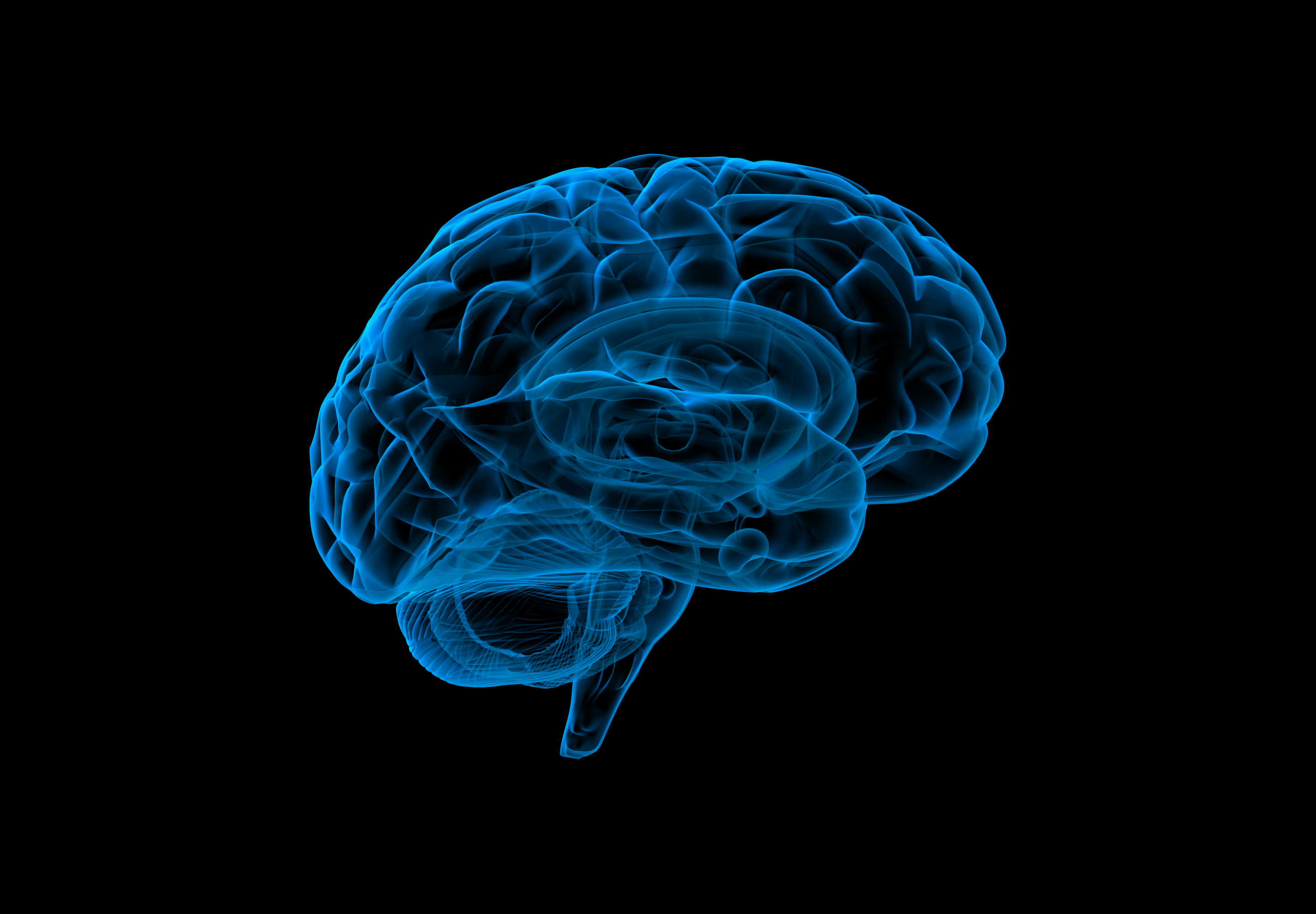 3D drawing of brain