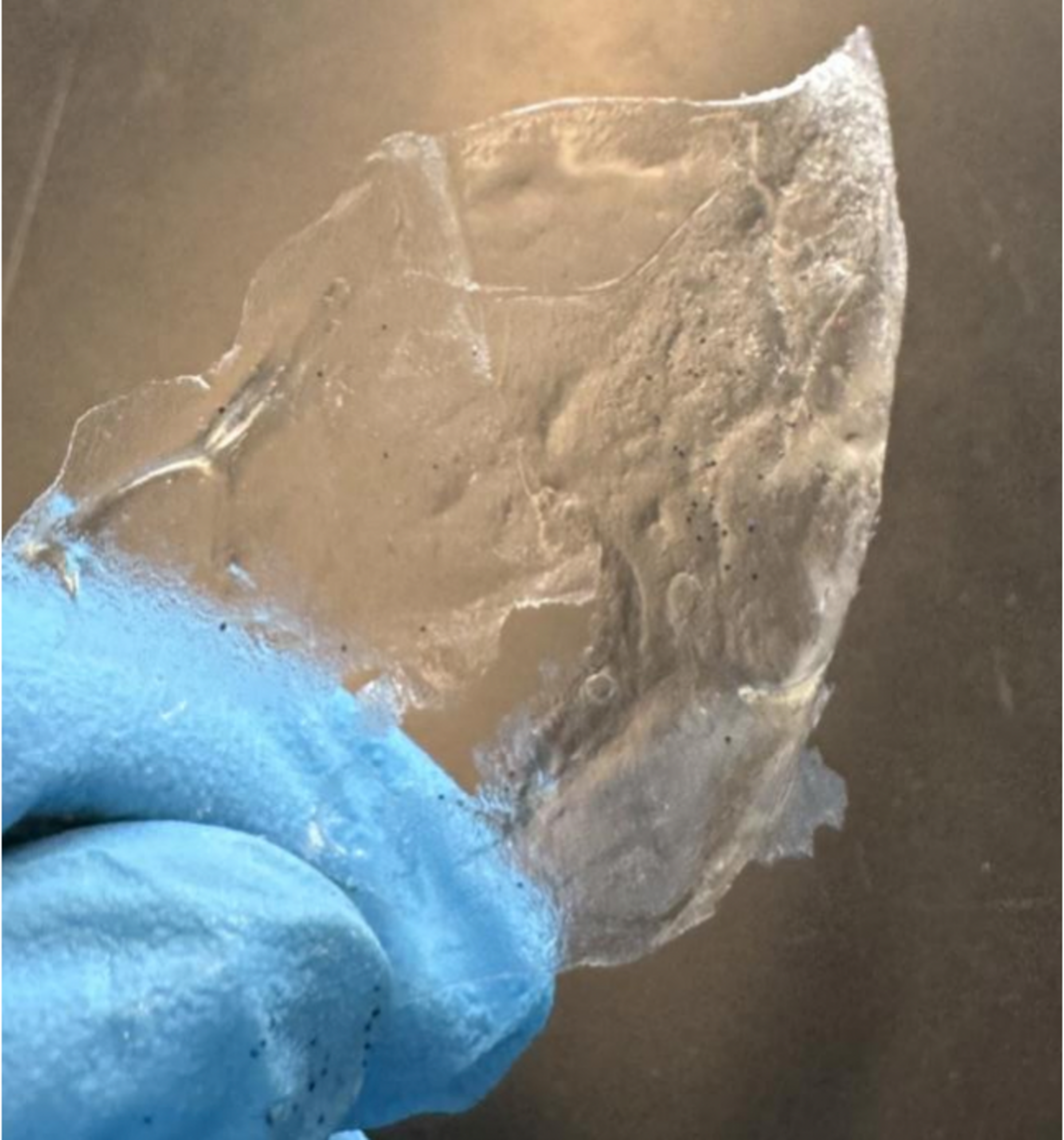 A hand in a blue glove holds up a translucent filter