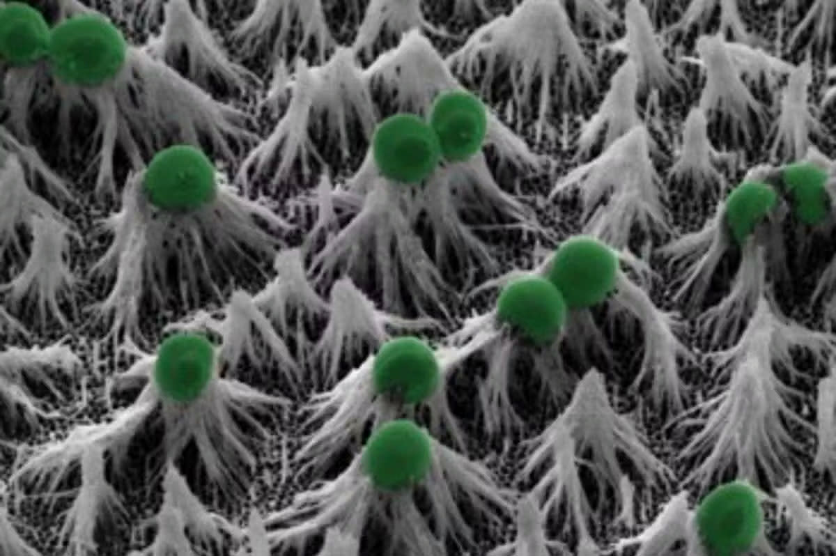 Staph Aureus on hydrophilic surface.