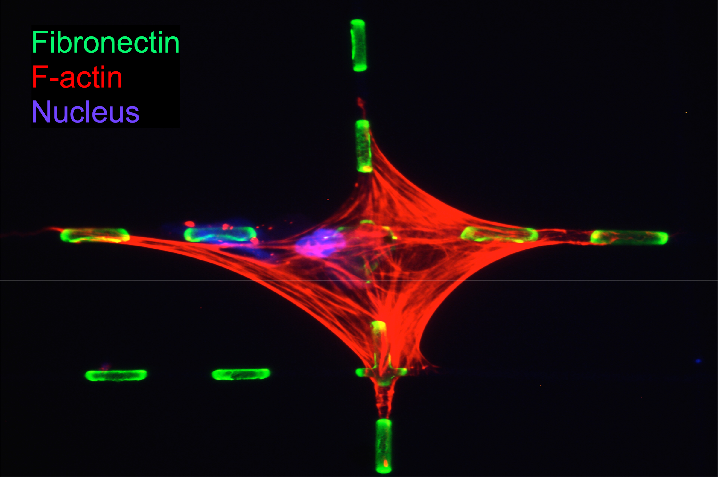 A cell (red) growing in between 3D printed grids of polymeric filaments