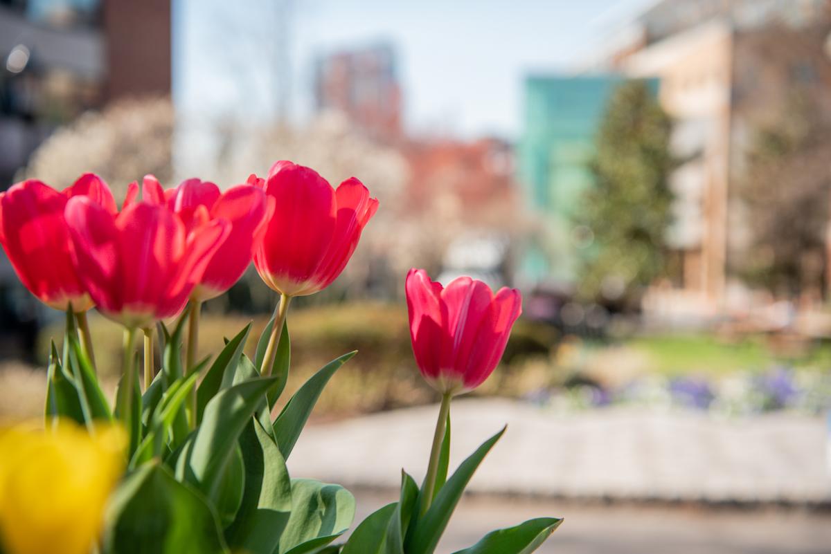Spring tulips