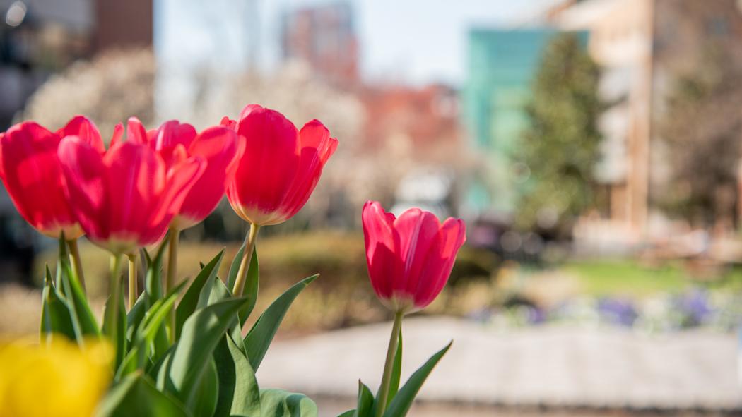 Spring tulips