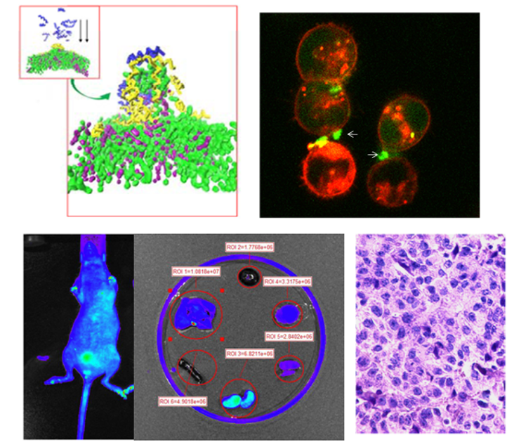 Therapeutic peptides image collage
