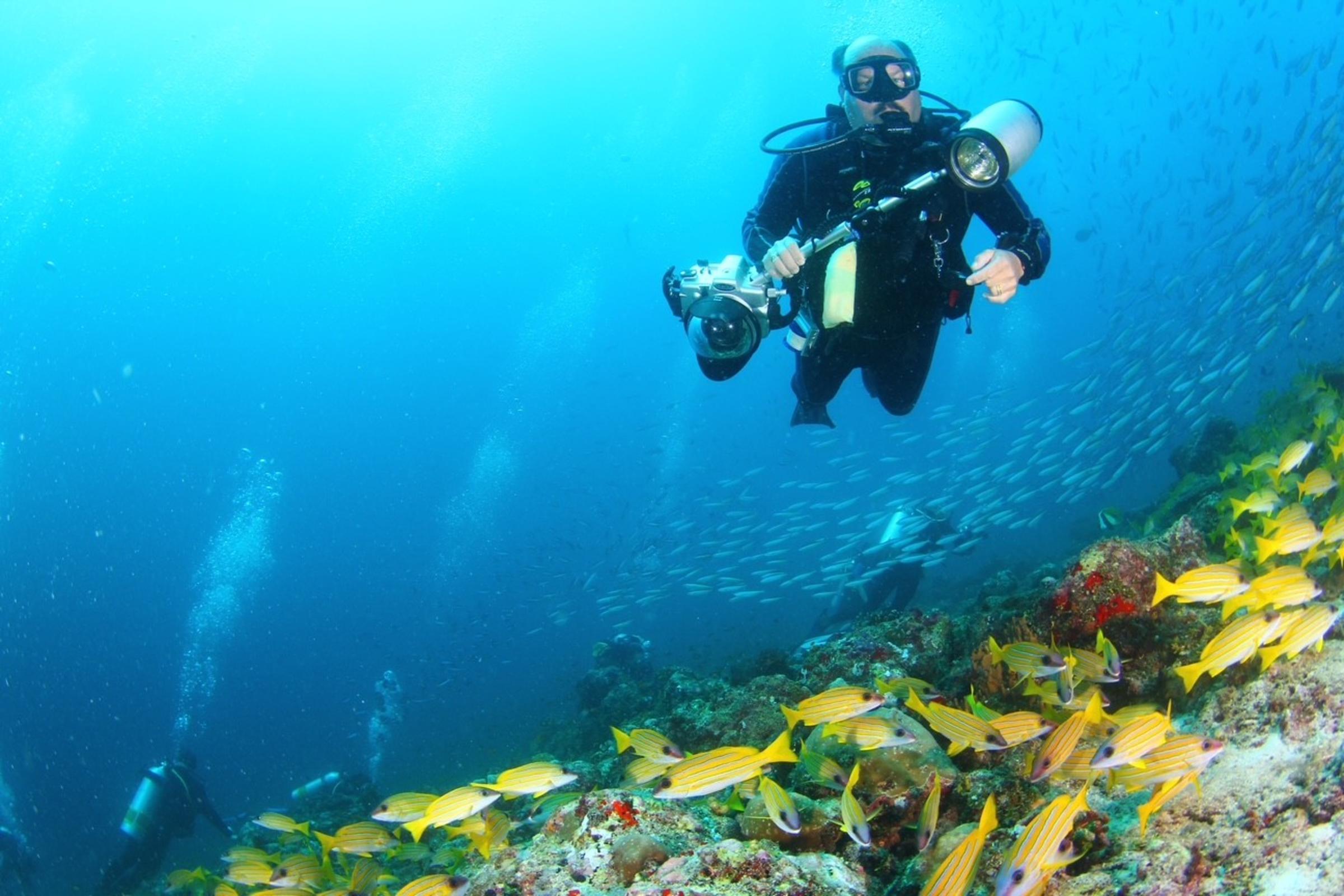 Dr. Steven D. Young ’78 scuba diving with yellow school of fish