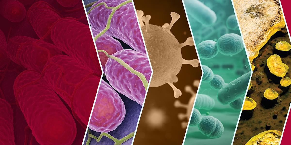 bacteria