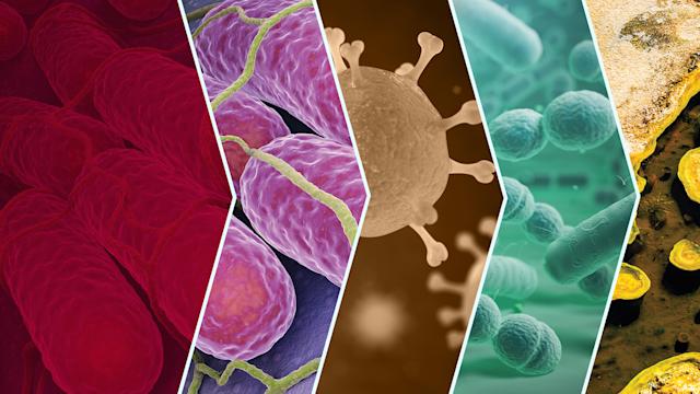 bacteria