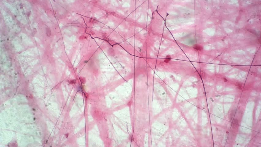 Tissue Engineering