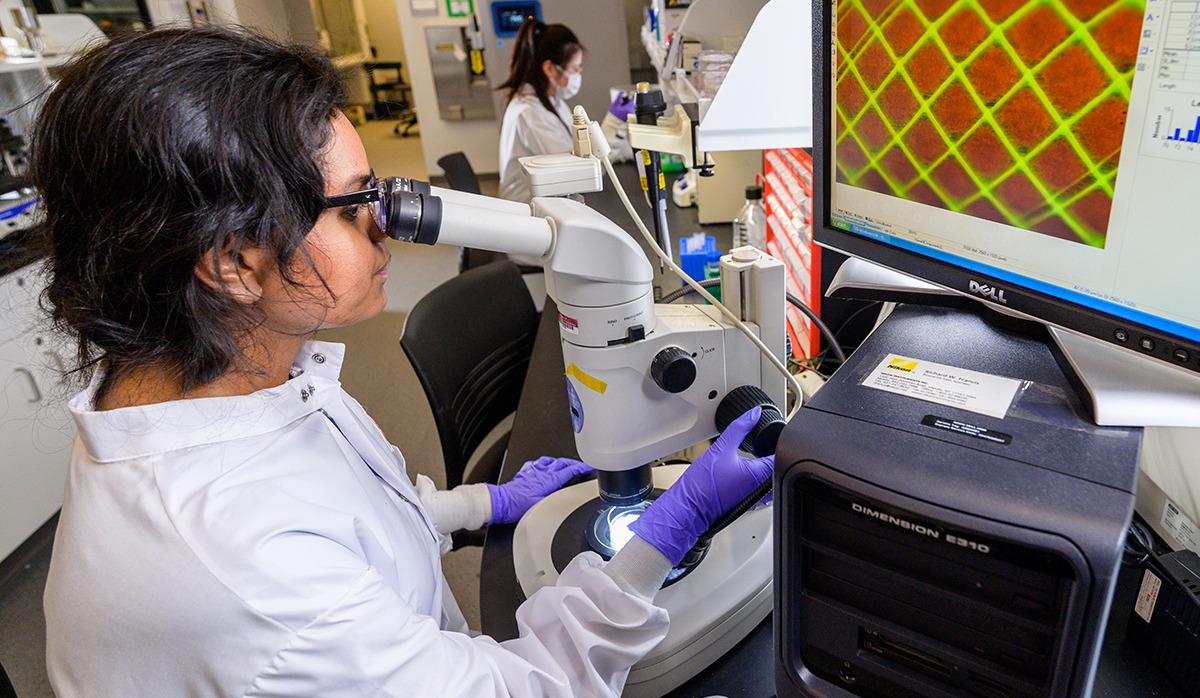 A female student in a lab coat looking into a microscope in a lab.