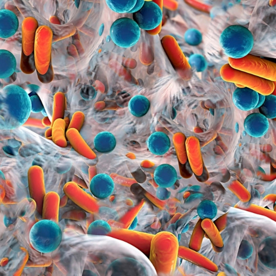 Bacteria in a Biofilm, Illustration.