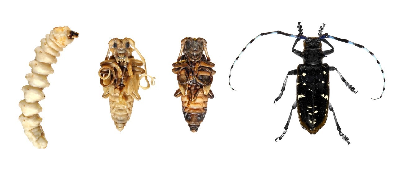  juvenile and full-grown Asian longhorn beetles, an invasive forest pest