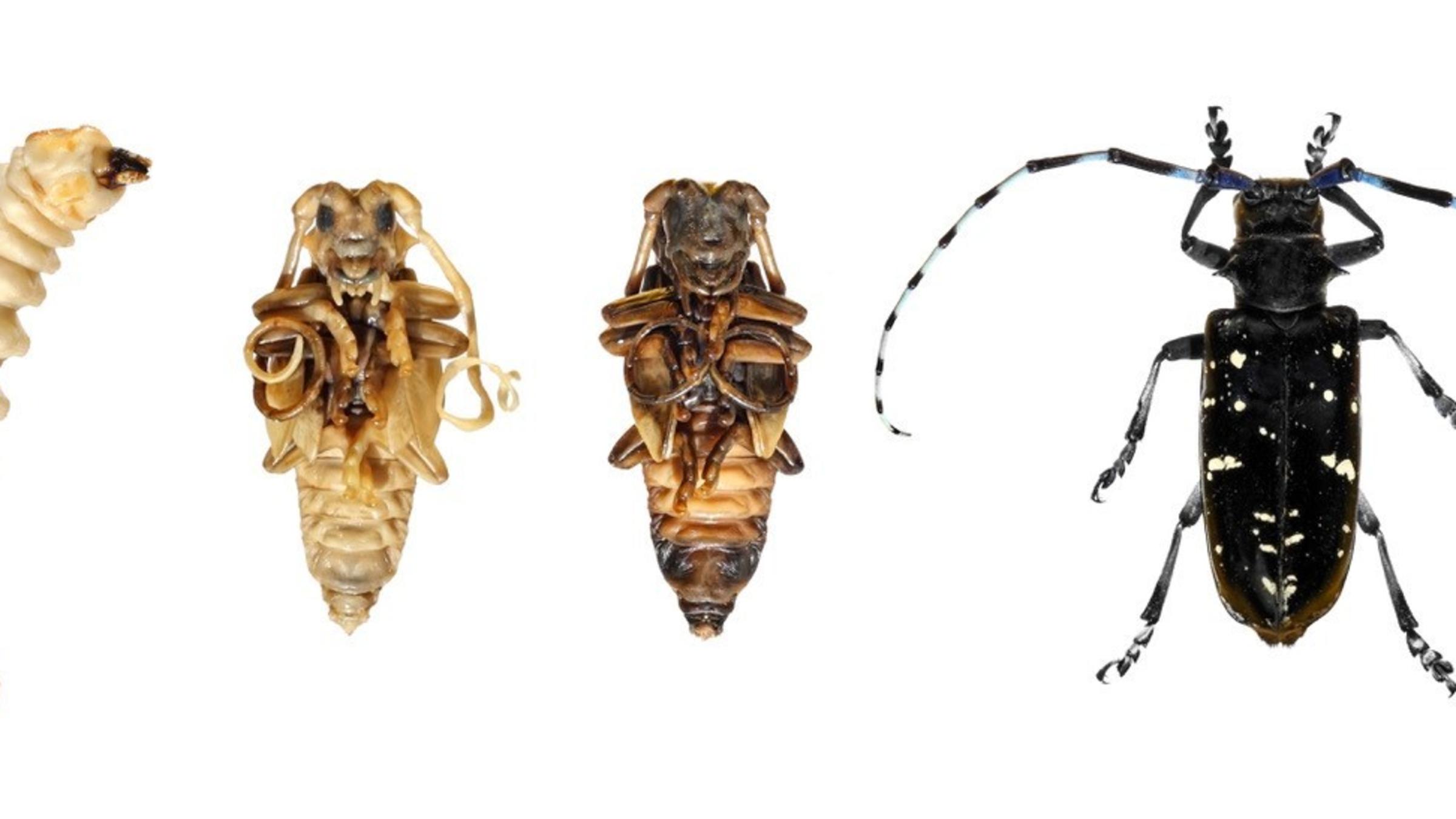 juvenile and full-grown Asian longhorn beetles, an invasive forest pest
