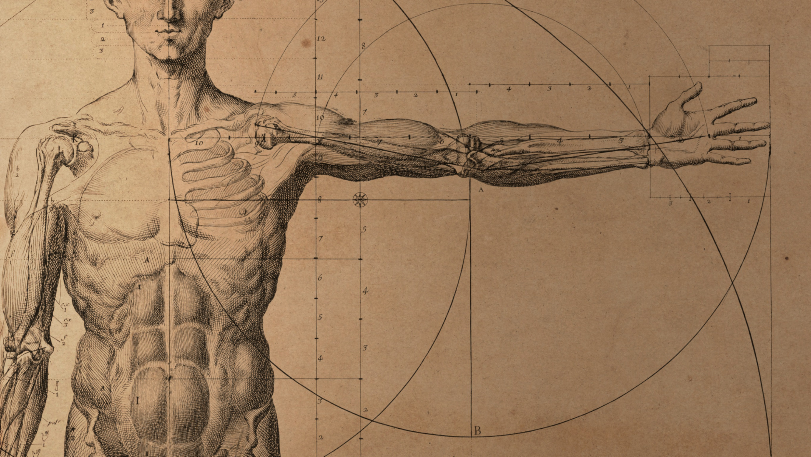 Illustration of man's torso and arm anatomy, depicting muscles and bones