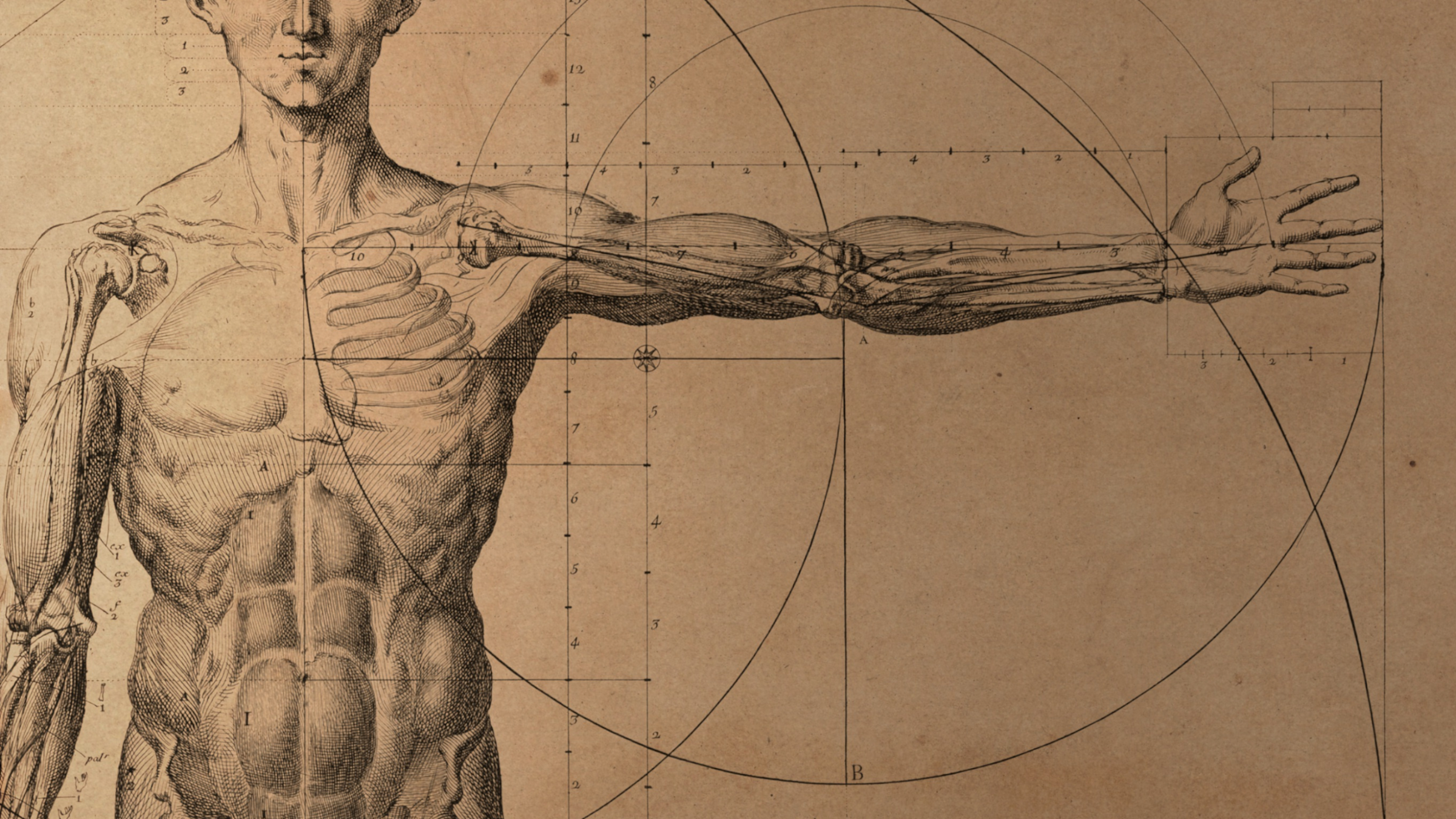 Illustration of man's torso and arm anatomy, depicting muscles and bones