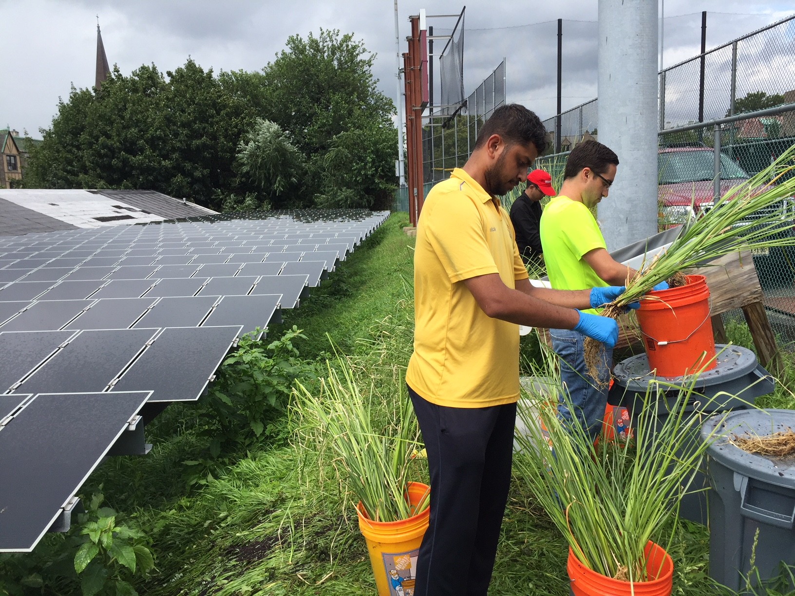 Students planting grass near solar panels