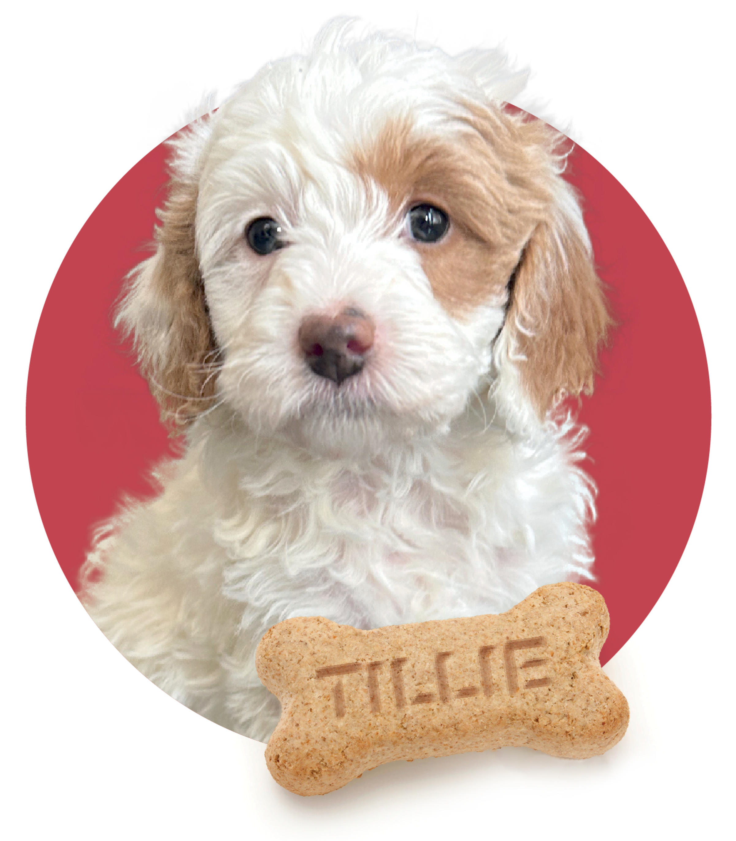 Portrait of a puppy with a doggie biscuit with the word "Tillie" embossed in it.