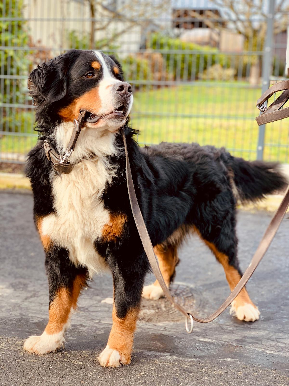 dog holding a leash in its mouth