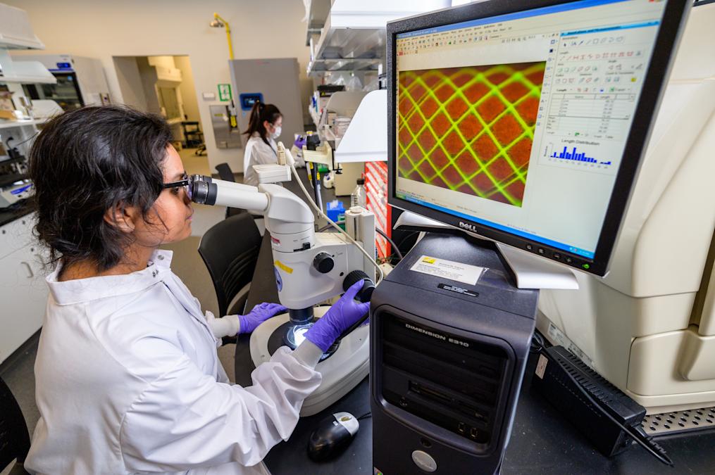Lab tecnician looking in microscope next to computer presenting data