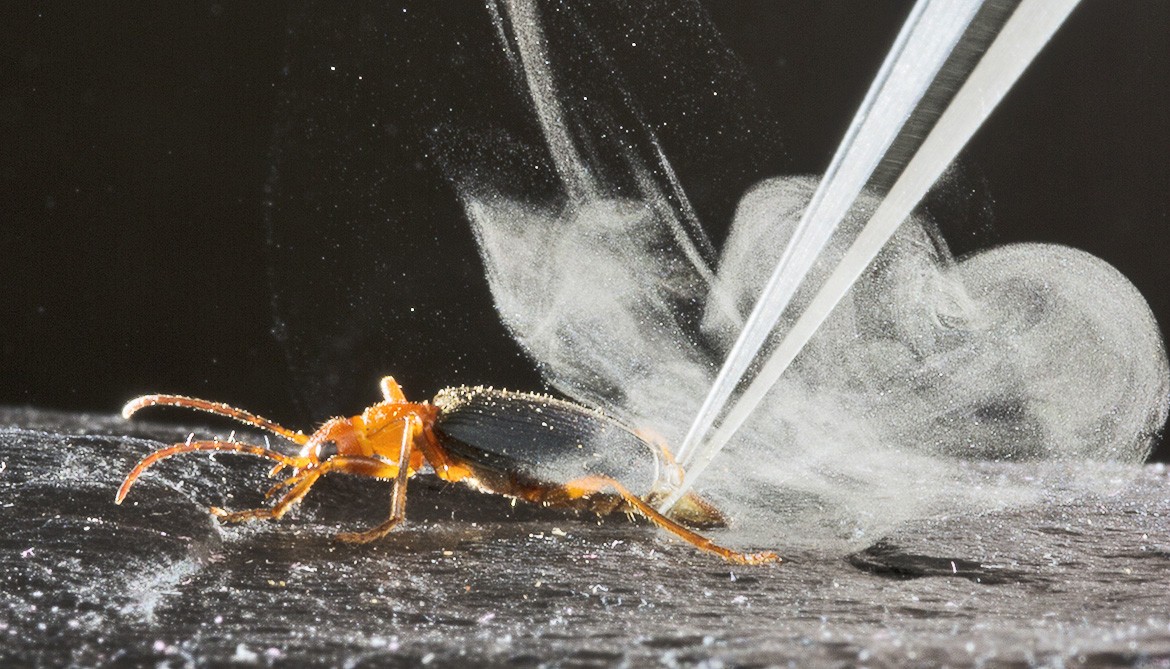 A bombardier beetle surrounded by a plume of gas on a black surface. A laser is being fired at the beetle creating the smoke.
