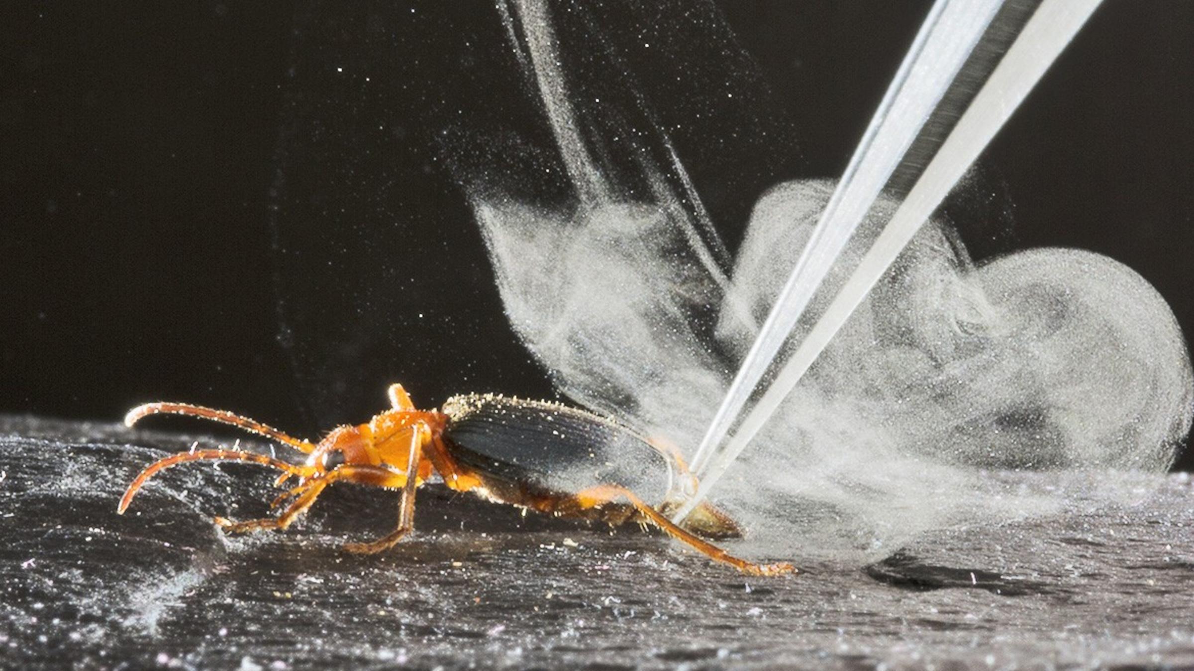 A bombardier beetle surrounded by a plume of gas on a black surface. A laser is being fired at the beetle creating the smoke.