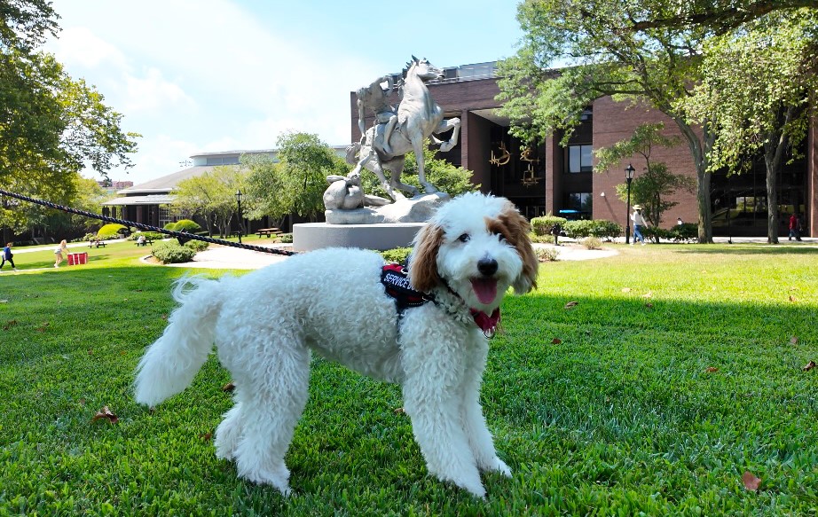 A dog stands in front of a statue.