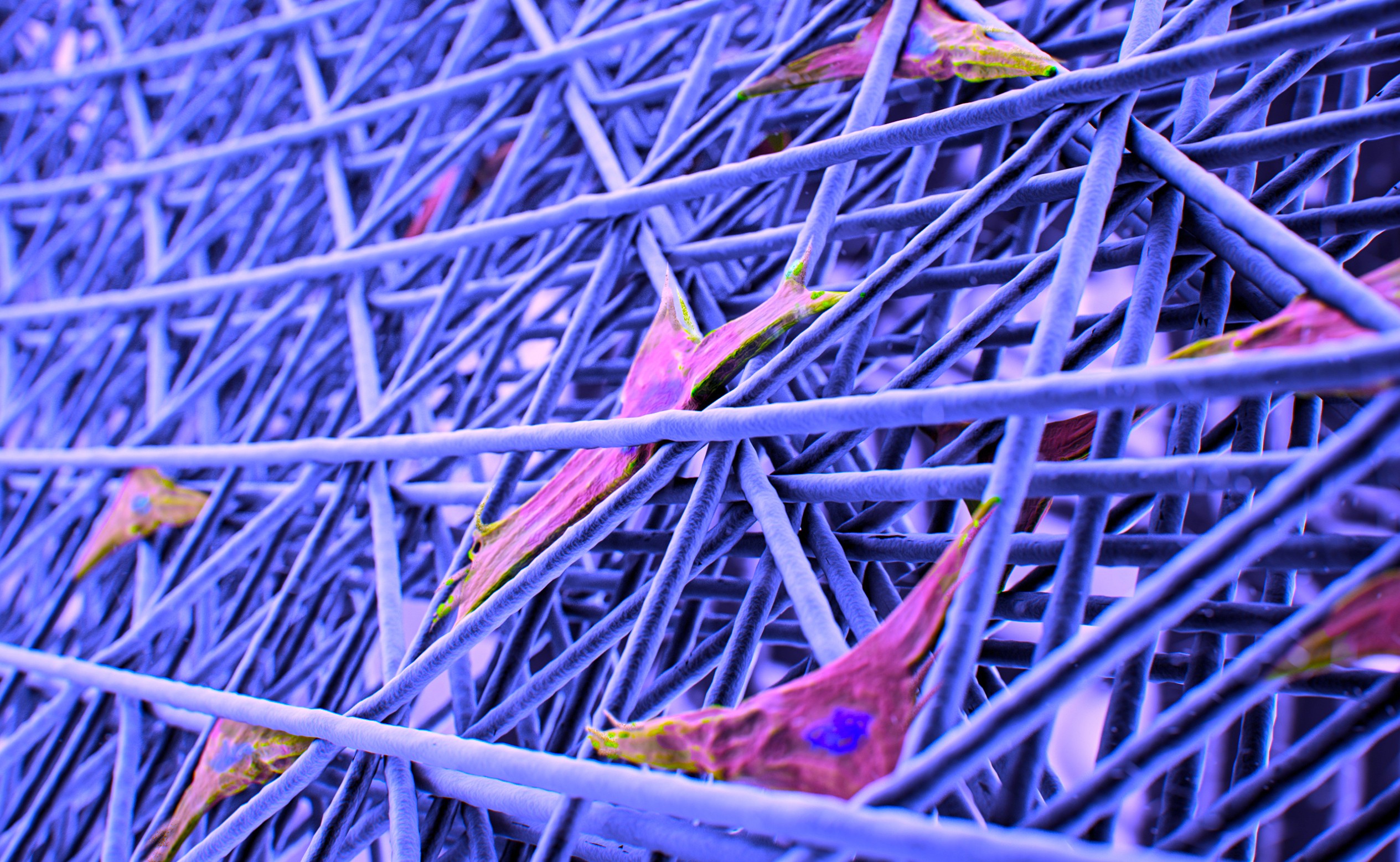 Magnified images of cells on scaffolds