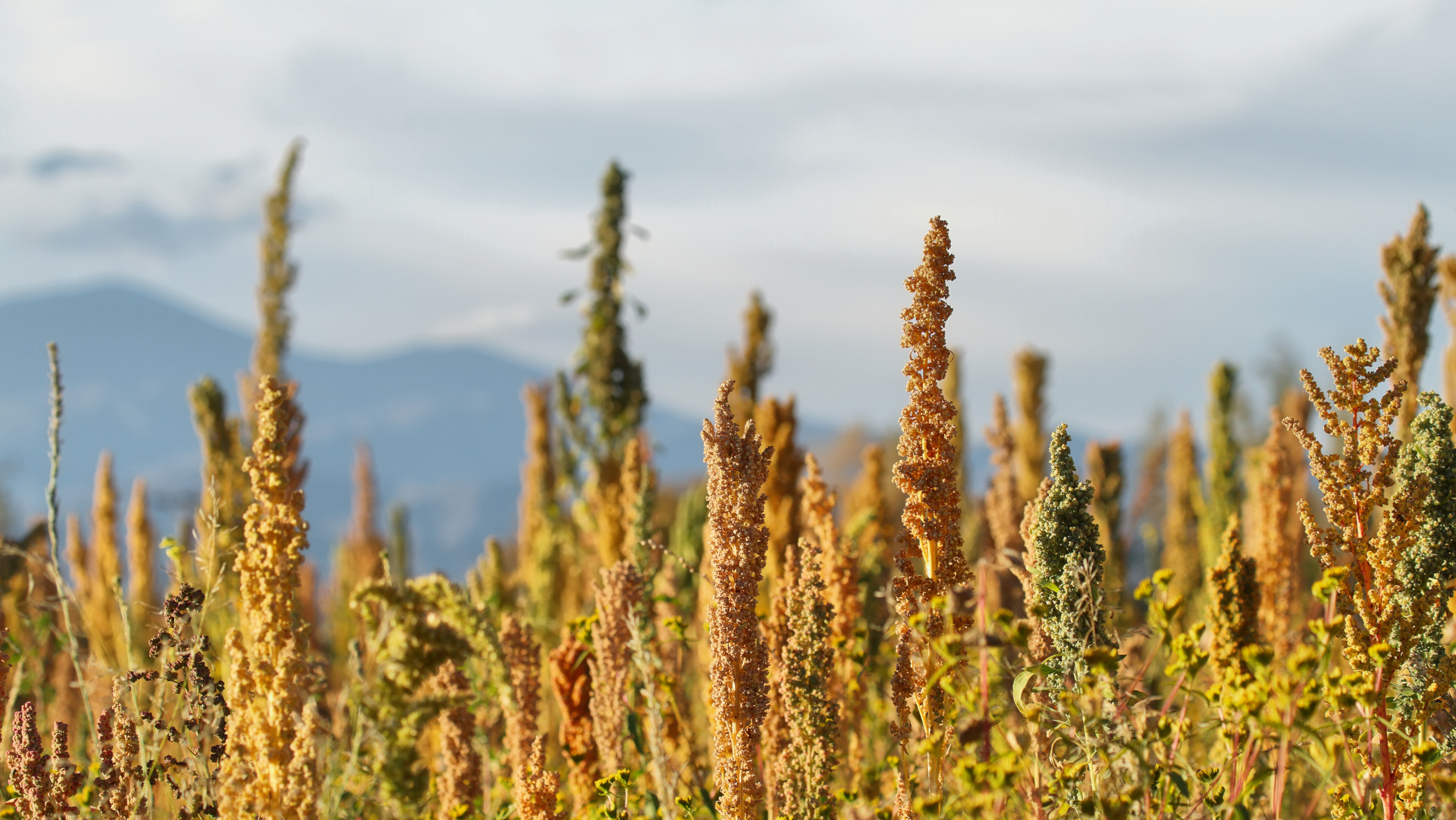 Quinoa plants rise in foreground, against a blue and white cloudy sky and mountain silhouette in background