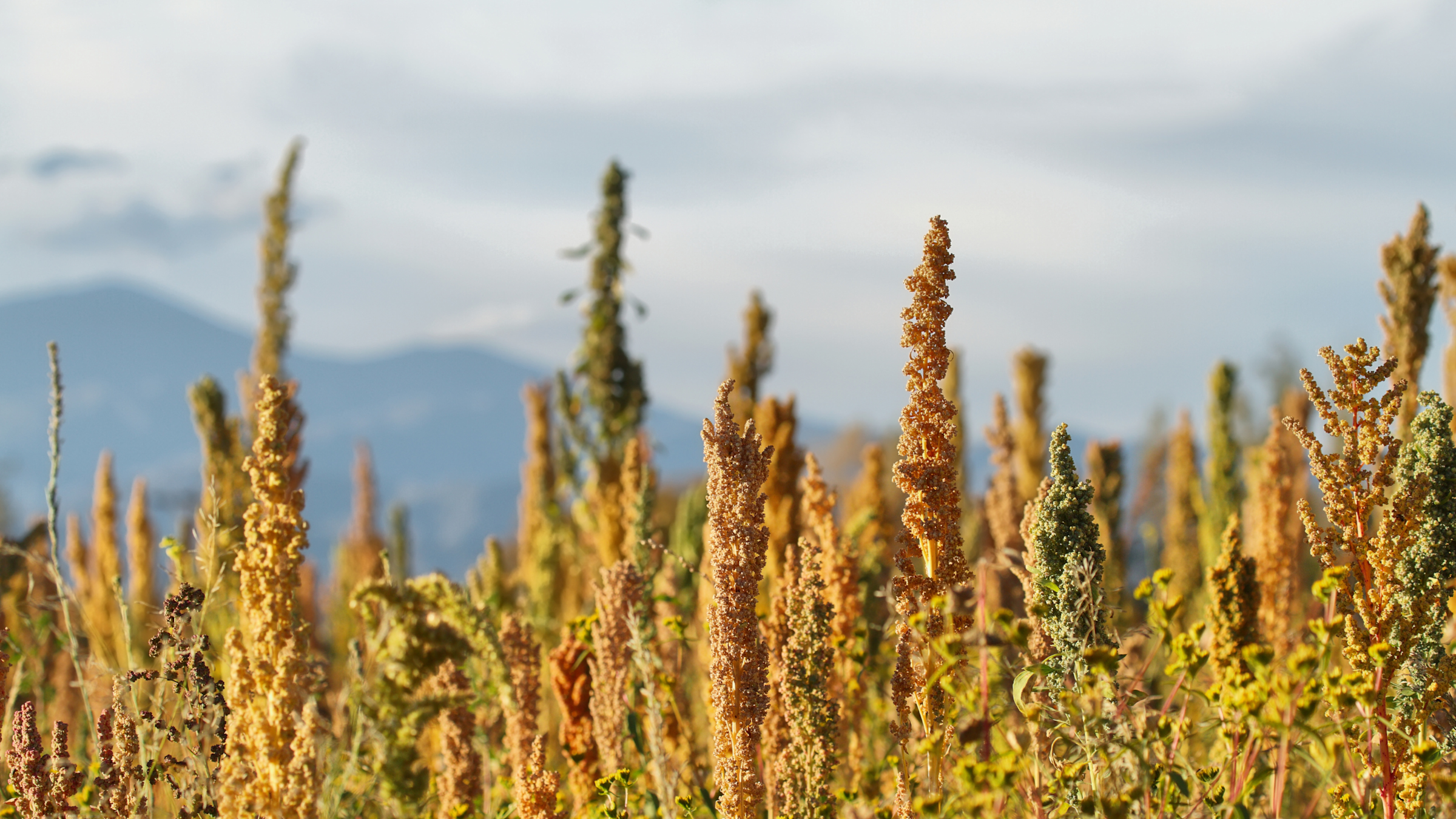 Quinoa plants rise in foreground, against a blue and white cloudy sky and mountain silhouette in background