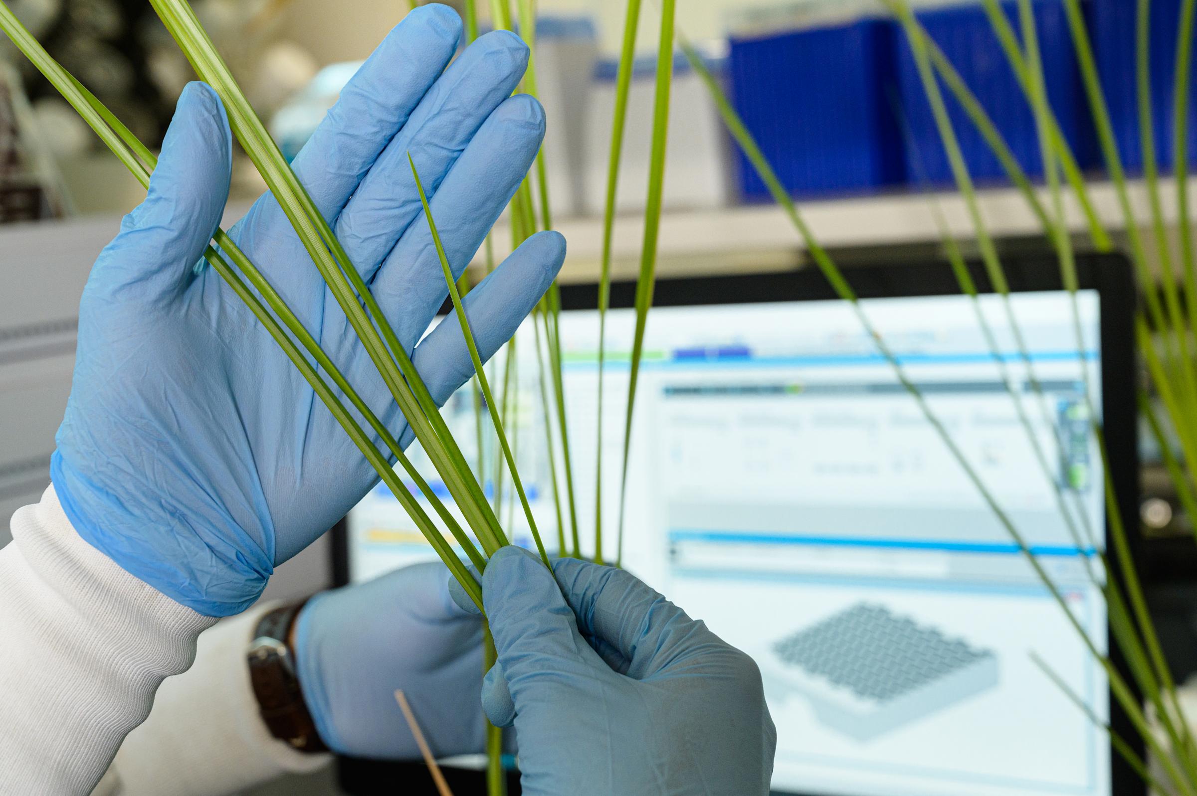 Gloved laboratory hand holding blades of beach grass. 