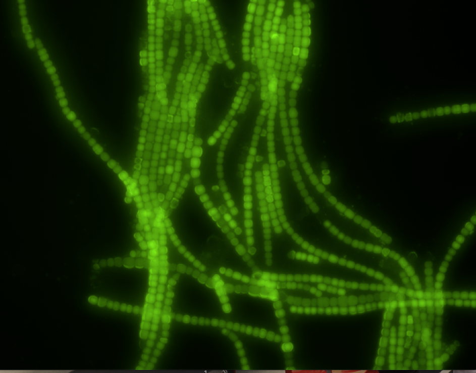 Bacteria
