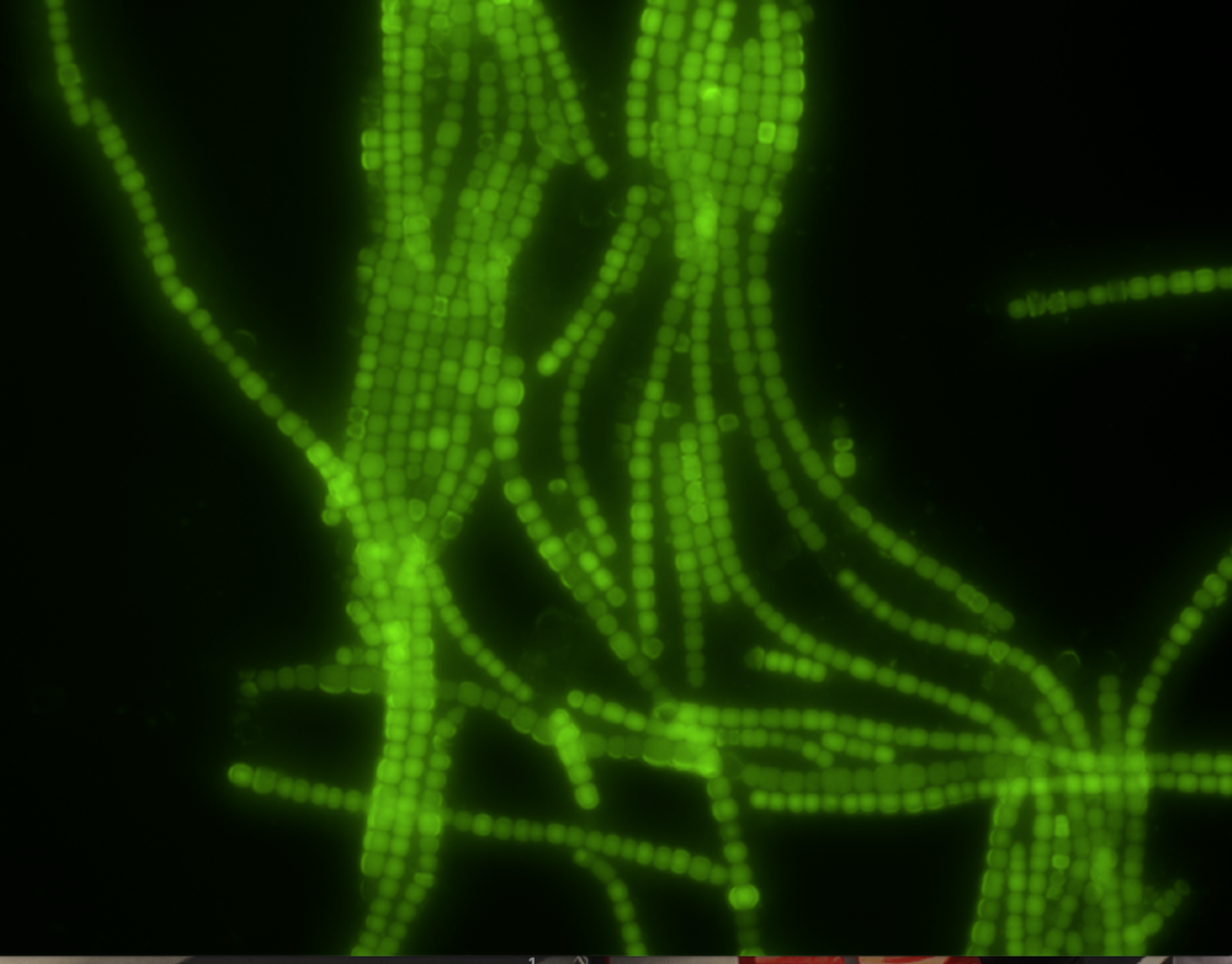 Bacteria