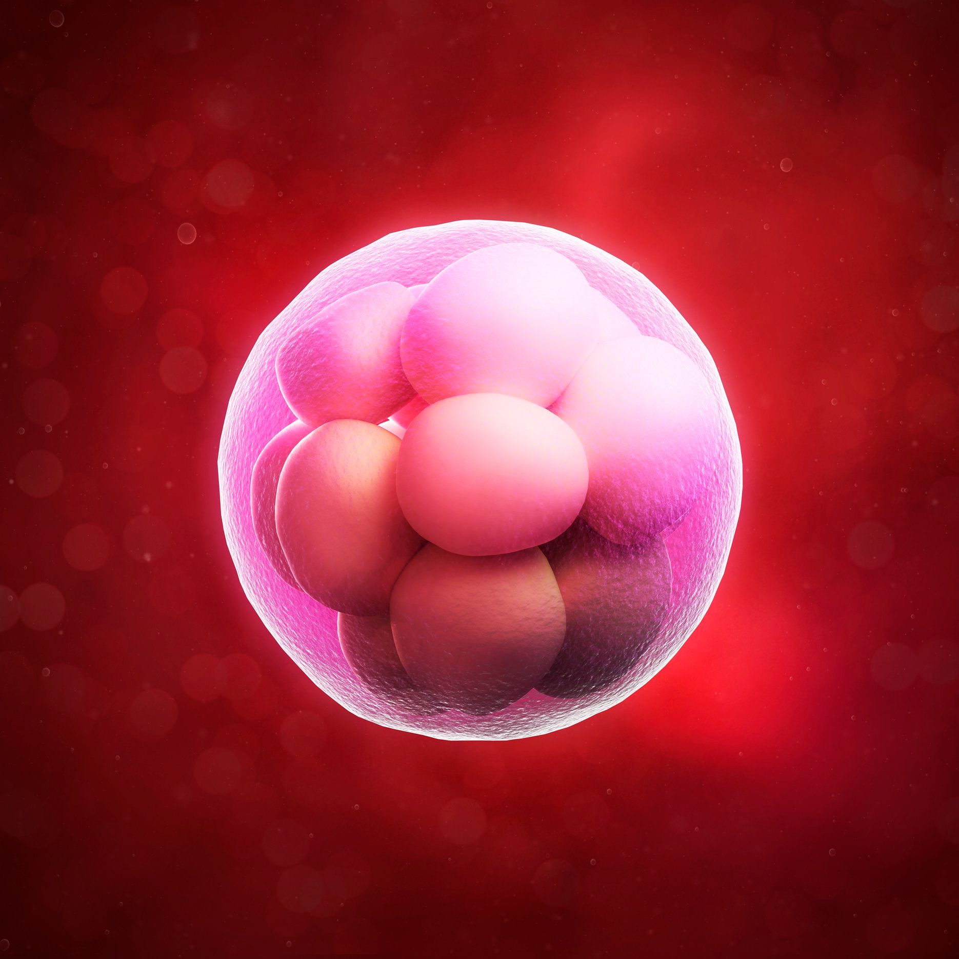 illustration of cells dividing in an embryo