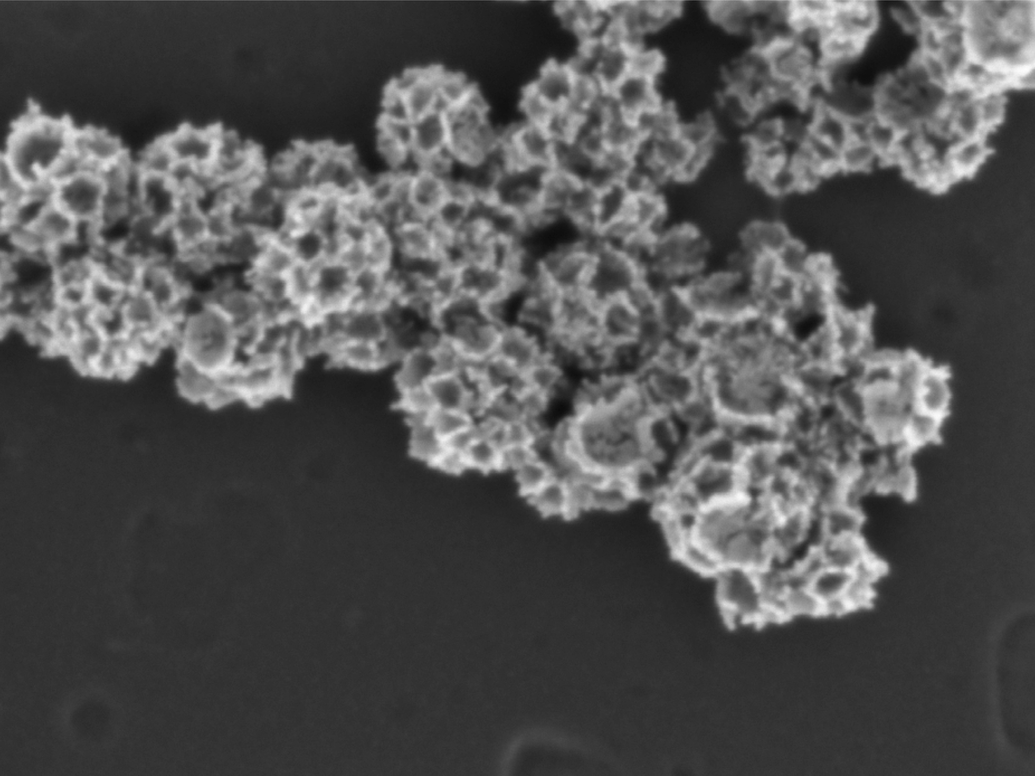 Close-up picture of cancer cells