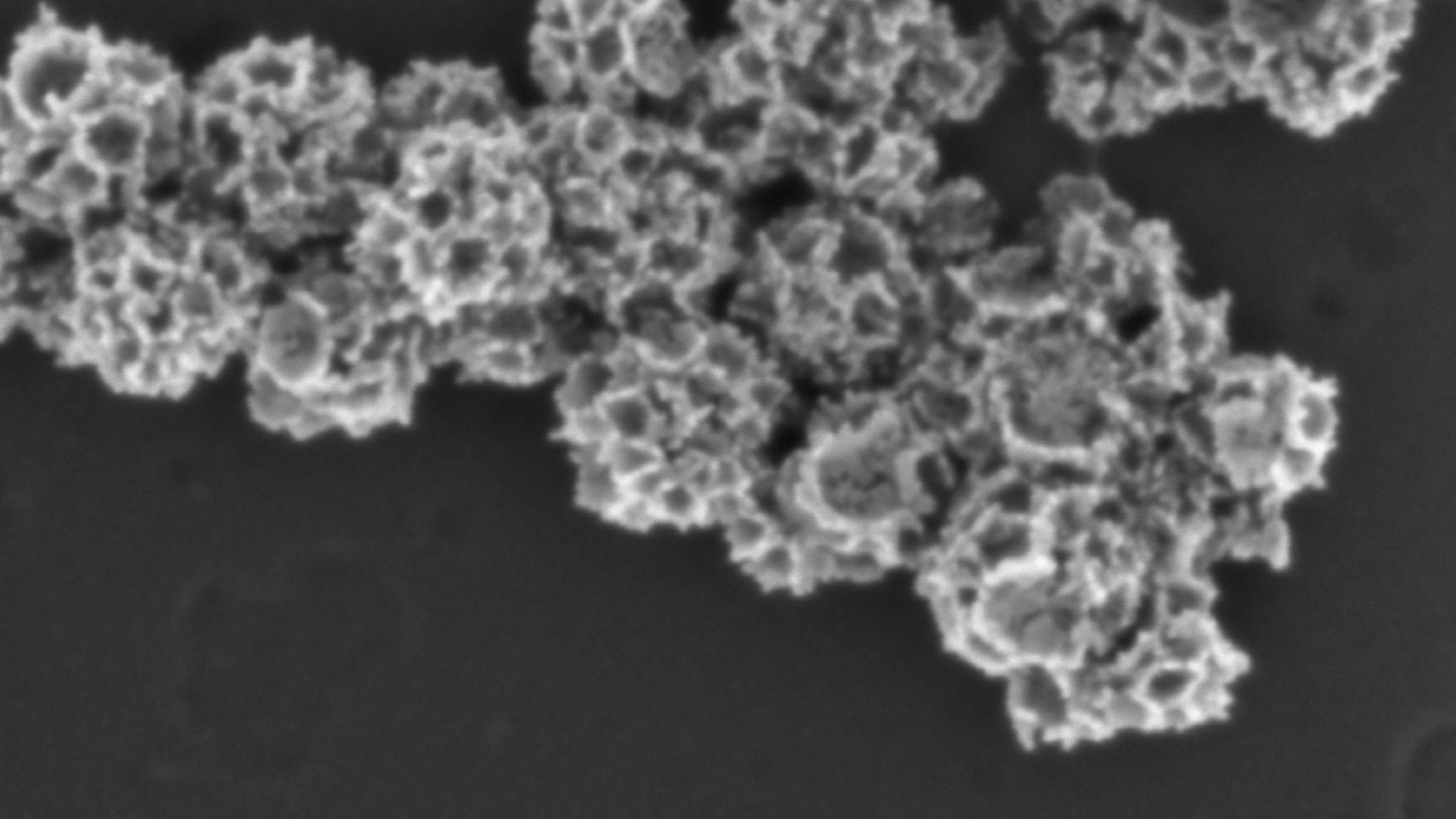 Close-up picture of cancer cells