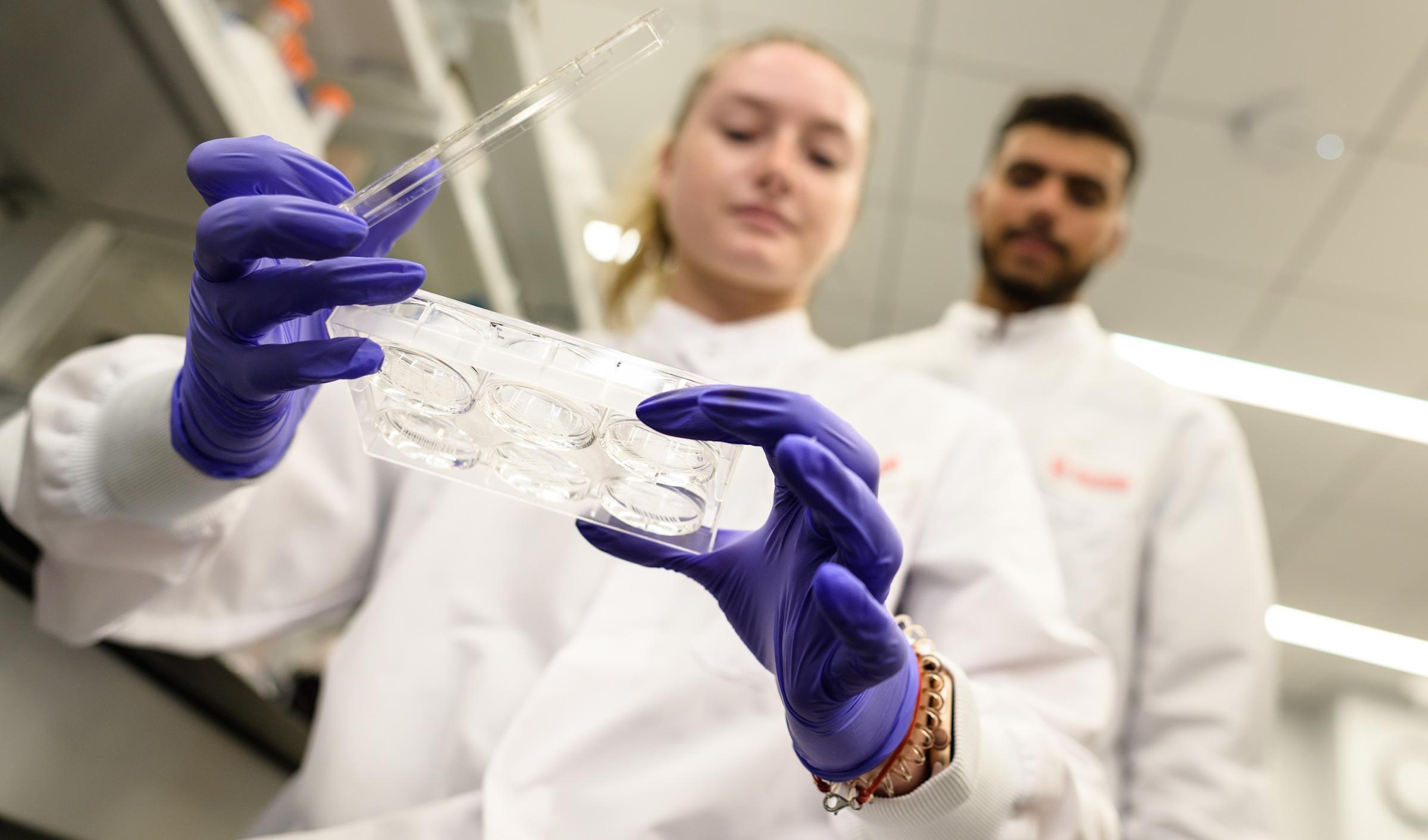 Students examining tissue scaffolds in a multi-well plate.