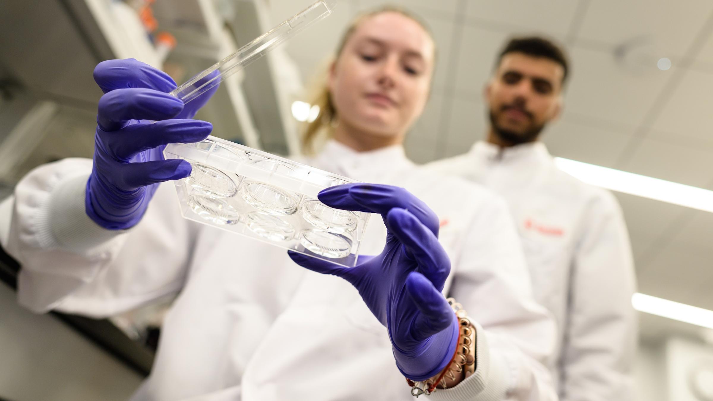 Students doing tissue engineering research in Hongjun Wang's Semcer Lab, part of the Semcer Center for Healthcare Innovation