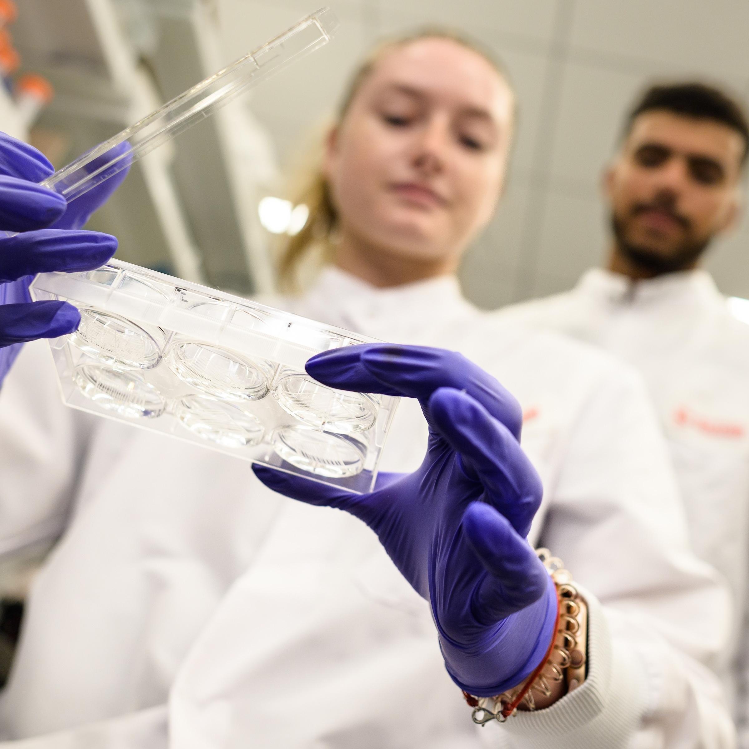 Students doing tissue engineering research in Hongjun Wang's Semcer Lab, part of the Semcer Center for Healthcare Innovation