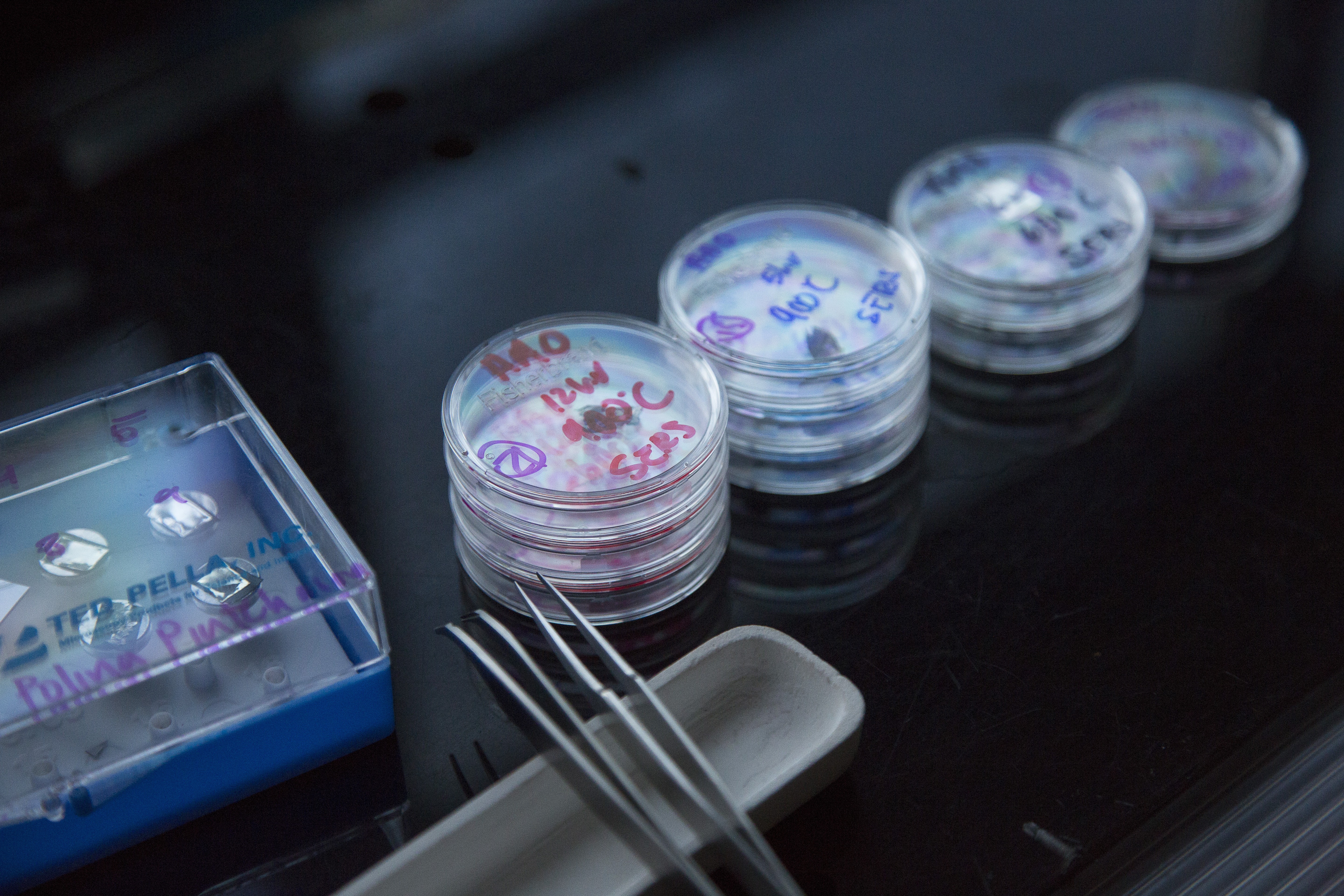 Small drugs containers related to Bioengineering the Future