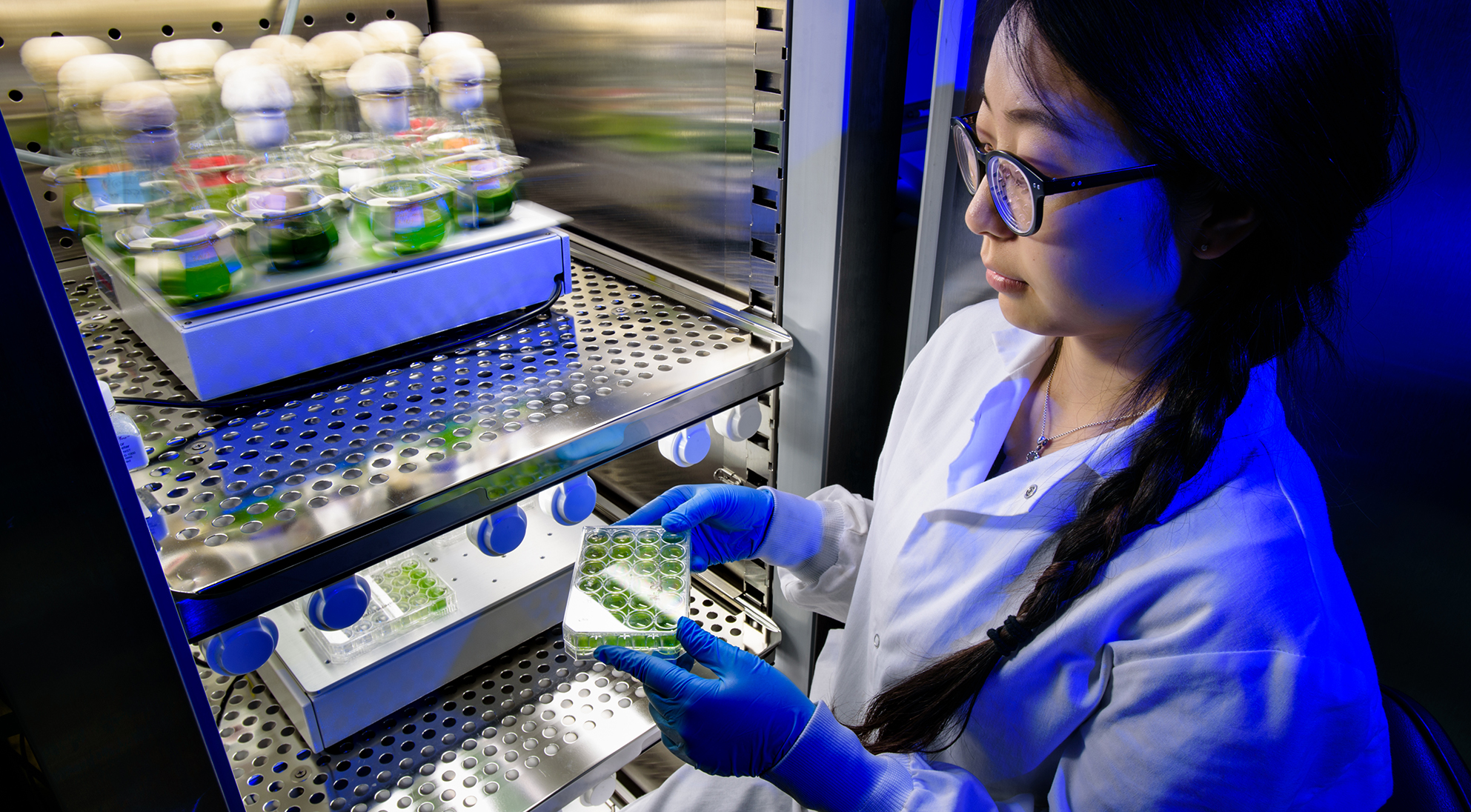 Female student looks down at a multi-well cell culture plate