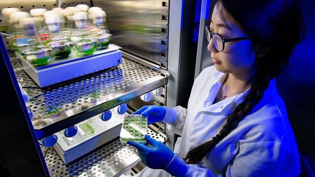 Female student looks down at a multi-well cell culture plate