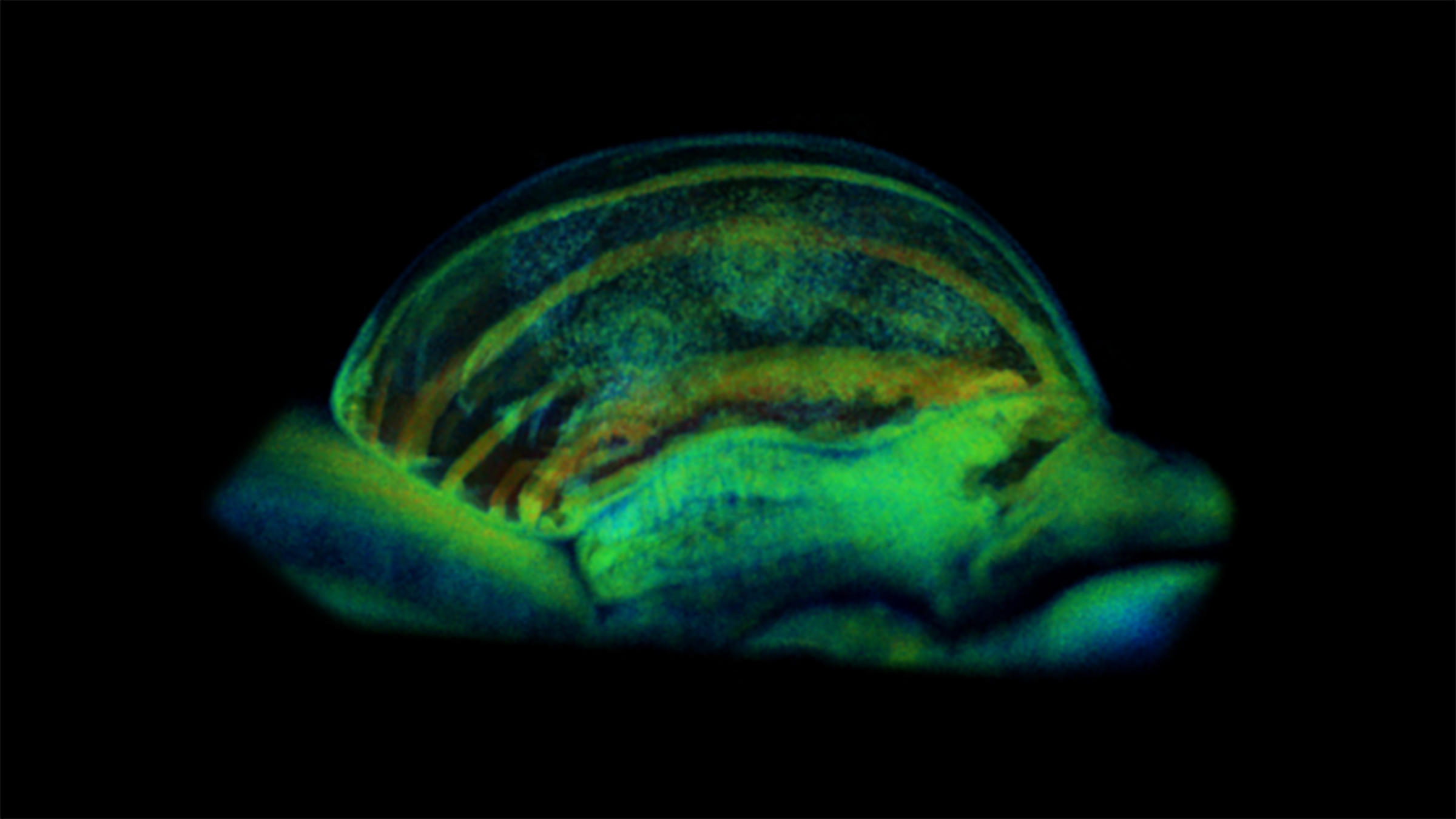 4D physiology imaging on tissue and cell levels.
