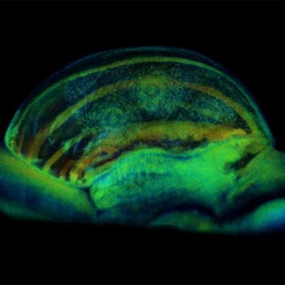 4D physiology imaging on tissue and cell levels.