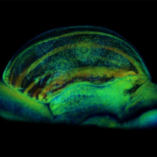 4D physiology imaging on tissue and cell levels.