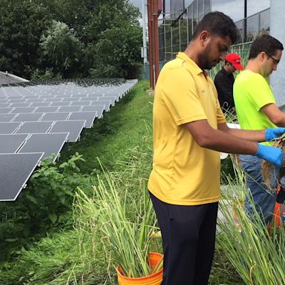 Students planting plants to mitigate water runoff for sustainability management.