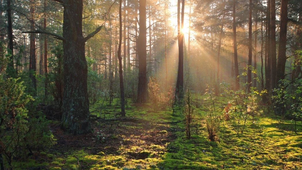 Sunny forest nature.