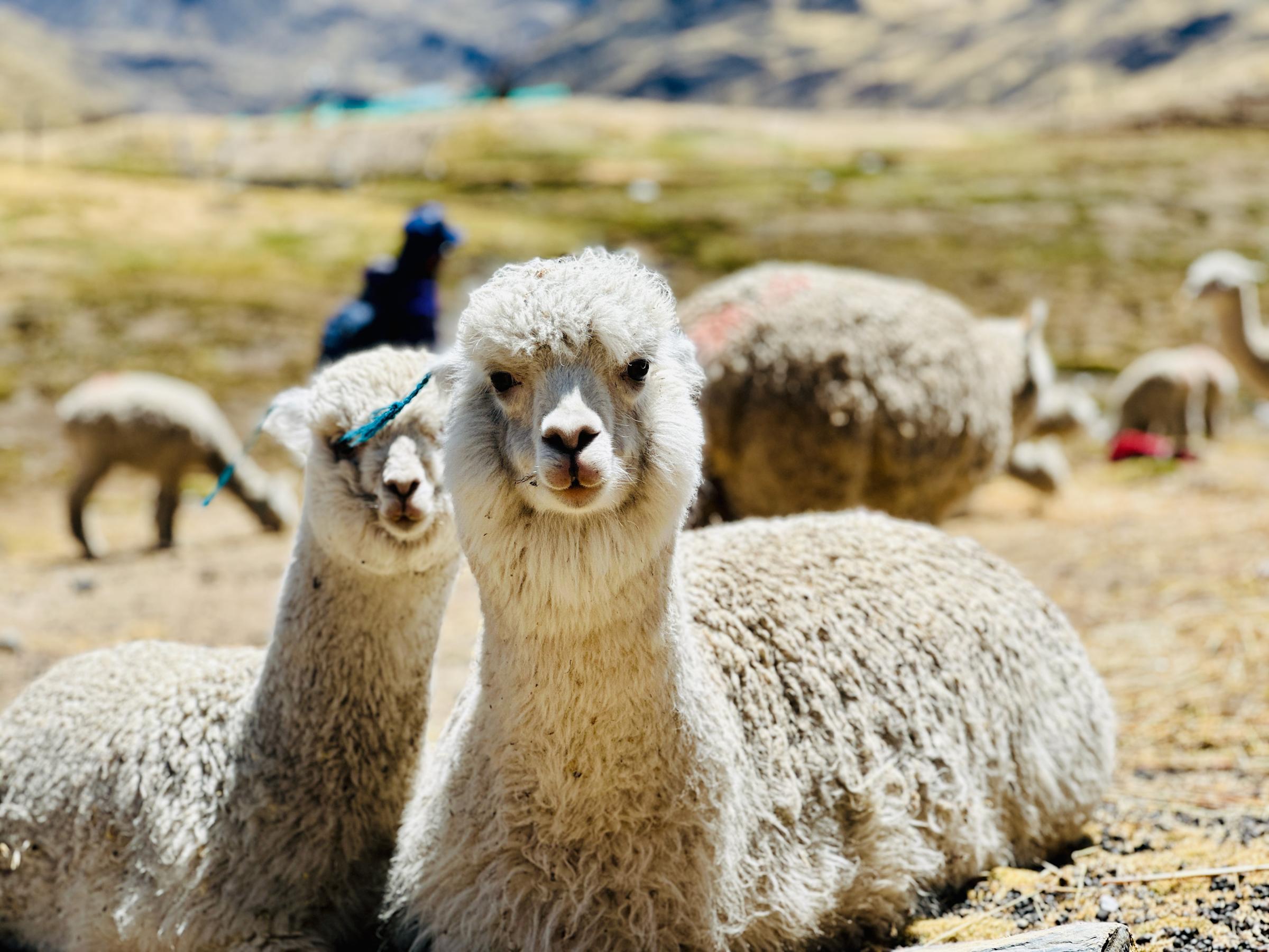 Alpaca in Peru.