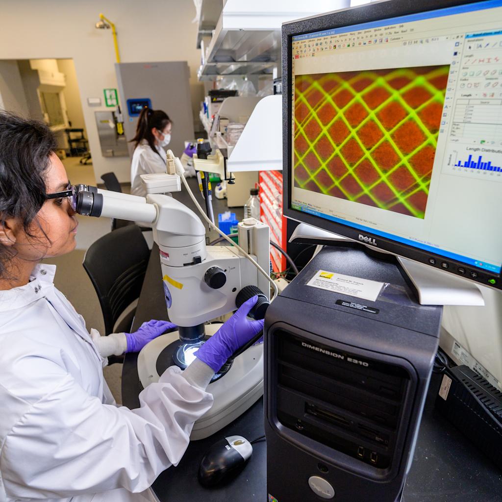 Student researches in a lab using a microscope and computer equipment