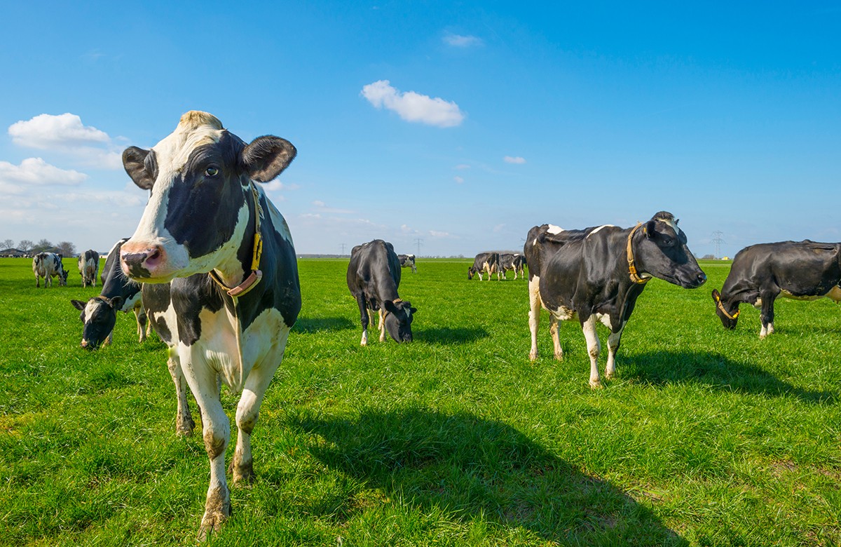 Several black and white cows grazing on a lush green field, under a blue sky with a few fluffy clouds.